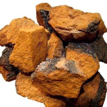 Nấm Chaga