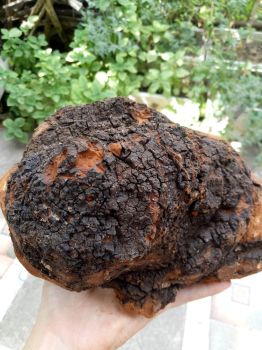 Nấm Chaga nguyên khối chuyển trực tiếp từ Nga