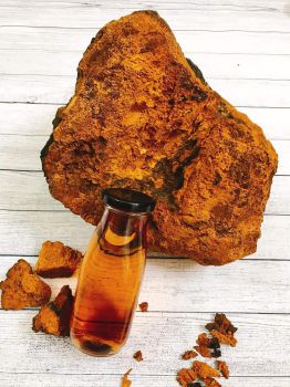 Nấm Chaga nguyên khối chuyển trực tiếp từ Nga