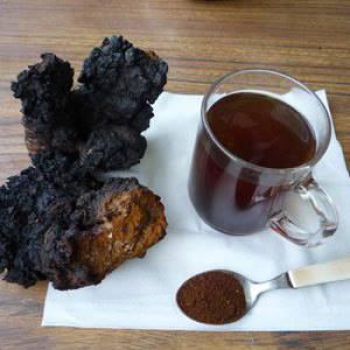 Hướng dẫn sử dụng Nấm Chaga