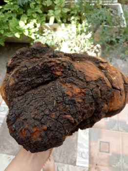 Nấm Chaga Nga
