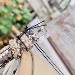 Đồng Hồ Nữ Tissot Bella Ora Piccola T103.110.26.033.00